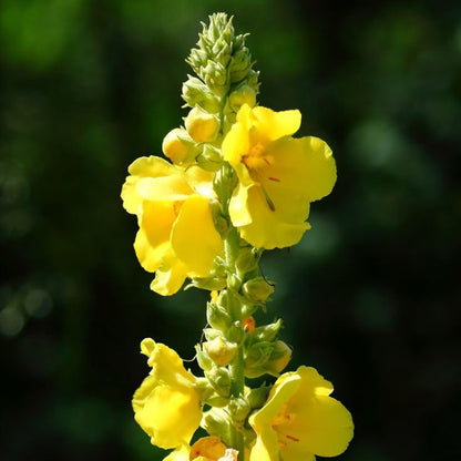 Mullein Gotas de Limpieza Pulmonar